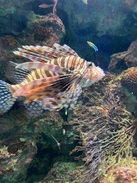 沖縄美ら海水族館に投稿された画像（2025/8/20）