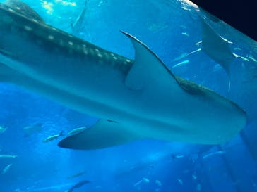 沖縄美ら海水族館に投稿された画像（2025/8/20）
