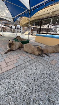 別府ケーブルラクテンチに投稿された画像（2025/8/20）