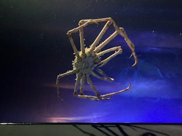 竹島水族館に投稿された画像（2025/8/20）