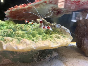 竹島水族館に投稿された画像（2025/8/20）