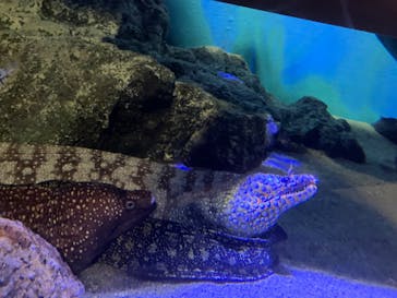 竹島水族館に投稿された画像（2025/8/20）