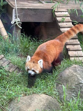恩賜上野動物園に投稿された画像（2025/8/20）