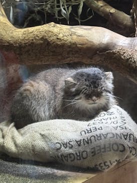 恩賜上野動物園に投稿された画像（2025/8/20）