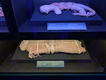 ACN ラムセス大王展 ファラオたちの黄金に投稿された画像（2025/8/20）