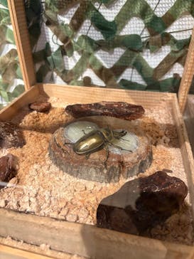 体感するファーブル昆虫展in横浜赤レンガ倉庫に投稿された画像（2025/8/20）