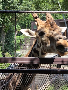 ANIMAL WONDER REZOURT 市原ぞうの国・サユリワールドに投稿された画像（2025/8/20）