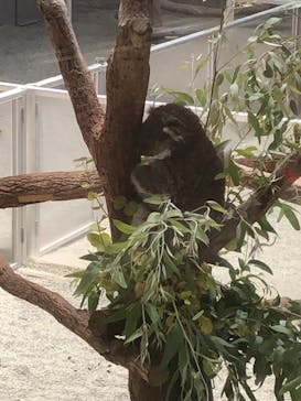 淡路ファームパーク イングランドの丘に投稿された画像（2025/8/20）