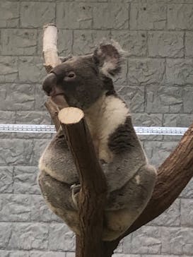 淡路ファームパーク イングランドの丘に投稿された画像（2025/8/20）