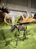特別展「氷河期展 〜人類が見た4万年前の世界〜」（国立科学博物館）に投稿された画像（2025/8/20）