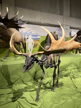 特別展「氷河期展 〜人類が見た4万年前の世界〜」（国立科学博物館）に投稿された画像（2025/8/20）