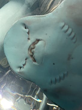 マクセル アクアパーク品川に投稿された画像（2025/8/20）