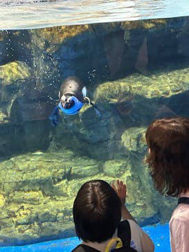 マクセル アクアパーク品川に投稿された画像（2025/8/20）