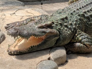 熱川バナナワニ園に投稿された画像（2025/8/20）