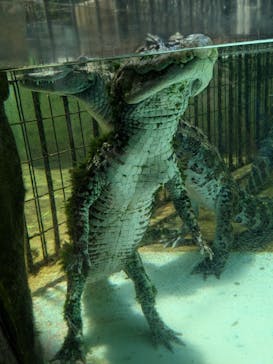 熱川バナナワニ園に投稿された画像（2025/8/20）