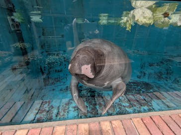 熱川バナナワニ園に投稿された画像（2025/8/20）