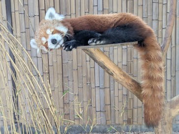 熱川バナナワニ園に投稿された画像（2025/8/20）