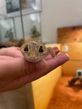 Moff アニマル カフェ イーアス 高尾店に投稿された画像（2025/8/20）