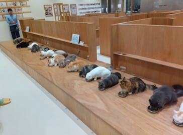 Cat Café MOFF コクーンシティさいたま新都心店に投稿された画像（2025/8/20）