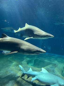 アクアワールド茨城県大洗水族館に投稿された画像（2025/8/20）