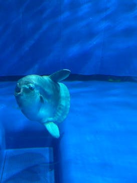 アクアワールド茨城県大洗水族館に投稿された画像（2025/8/20）
