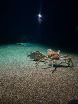 アクアワールド茨城県大洗水族館に投稿された画像（2025/8/20）