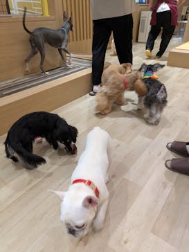 いぬカフェRio 秋葉原店に投稿された画像（2025/8/20）