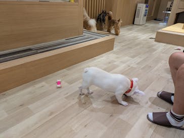 いぬカフェRio 秋葉原店に投稿された画像（2025/8/20）