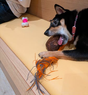 いぬカフェRio 秋葉原店に投稿された画像（2025/8/20）