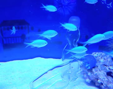 マクセル アクアパーク品川に投稿された画像（2025/8/20）