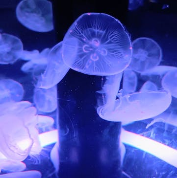 マクセル アクアパーク品川に投稿された画像（2025/8/20）