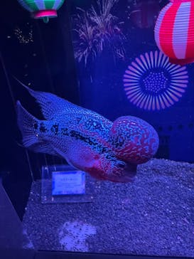 マクセル アクアパーク品川に投稿された画像（2025/8/20）