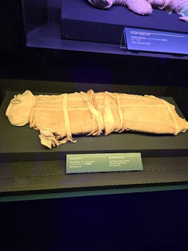 ACN ラムセス大王展 ファラオたちの黄金に投稿された画像（2025/8/20）