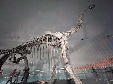 福井県立恐竜博物館に投稿された画像（2025/8/20）