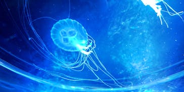 名古屋港水族館に投稿された画像（2025/8/20）