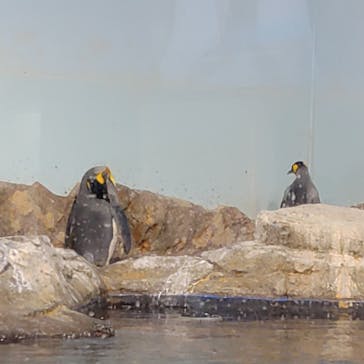 マクセル アクアパーク品川に投稿された画像（2025/8/20）