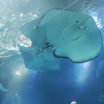 マクセル アクアパーク品川に投稿された画像（2025/8/20）