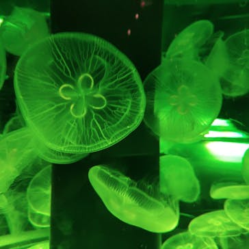 マクセル アクアパーク品川に投稿された画像（2025/8/20）