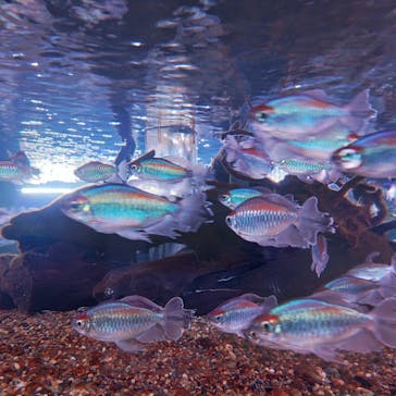 マクセル アクアパーク品川に投稿された画像（2025/8/20）