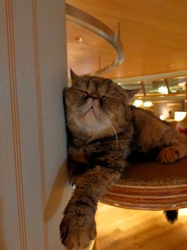 猫カフェモカ　新宿店に投稿された画像（2025/8/20）