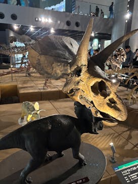 福井県立恐竜博物館に投稿された画像（2025/8/20）