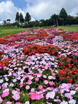 まかいの牧場に投稿された画像（2025/8/20）