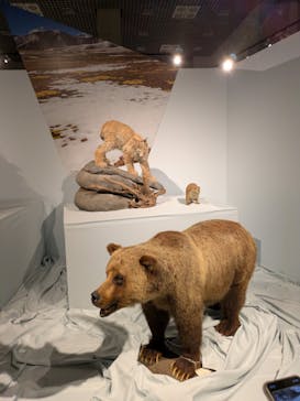 特別展「氷河期展 〜人類が見た4万年前の世界〜」（国立科学博物館）に投稿された画像（2025/8/20）