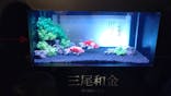 錦鯉・金魚アクアリウム in ときメッセに投稿された画像（2025/8/20）
