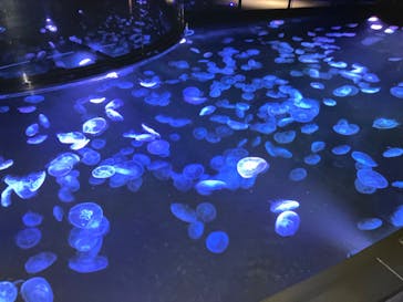 すみだ水族館に投稿された画像（2025/8/20）