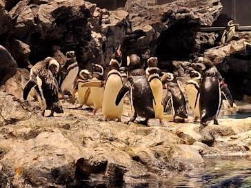 すみだ水族館に投稿された画像（2025/8/20）