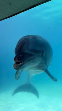 越前松島水族館に投稿された画像（2025/8/20）