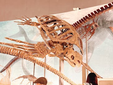 福井県立恐竜博物館に投稿された画像（2025/8/21）