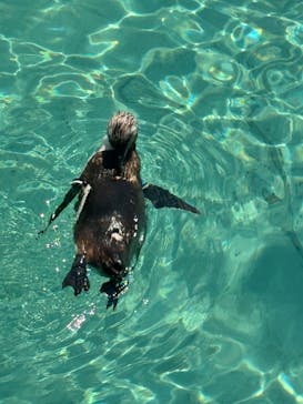 葛西臨海水族園に投稿された画像（2025/8/21）