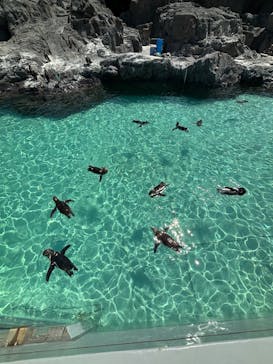 葛西臨海水族園に投稿された画像（2025/8/21）